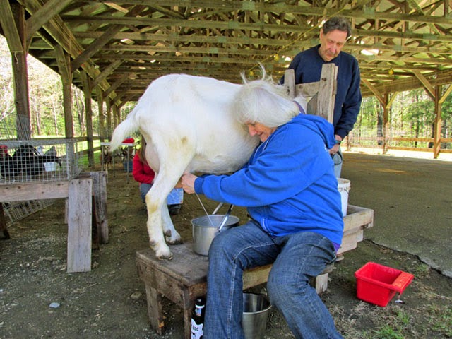 A Cheese Making Demo in Southern Vermont