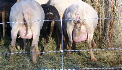 Using Sheep's Milk to Make Cheese