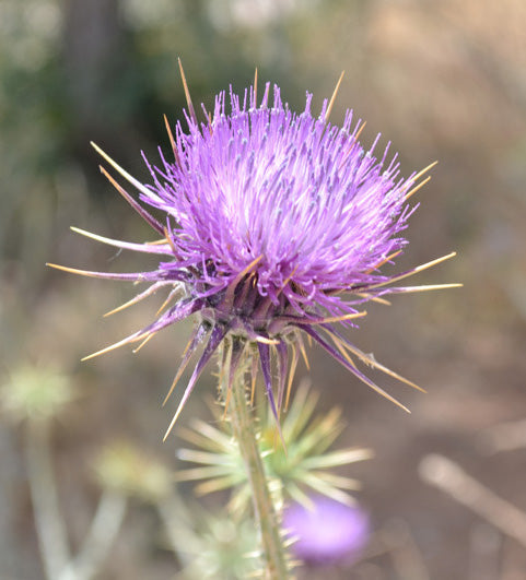 Thistle Rennet: Exciting New Product!