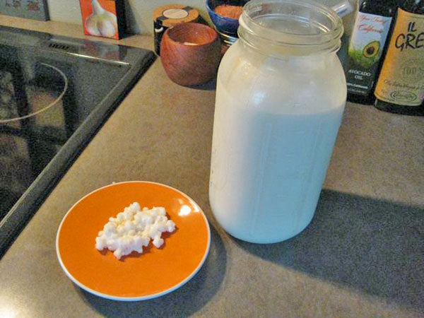 Growing Kefir Grains (Part 2 of 3)