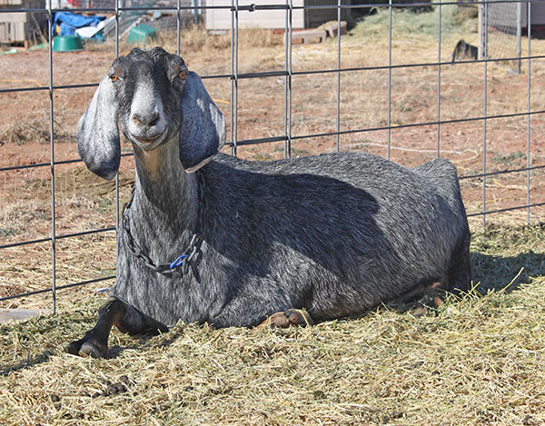 Black and grey goat laying on hay next to fence