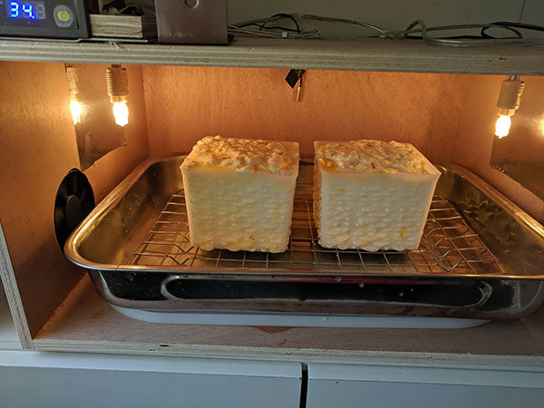 Two cubes of cheese inside a drying box