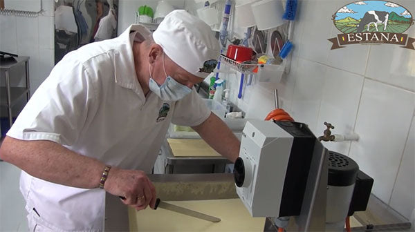 A cheese maker slices cheese curds on a table in a professional kitchen.