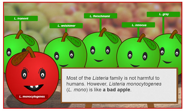 Listeria apple graphic