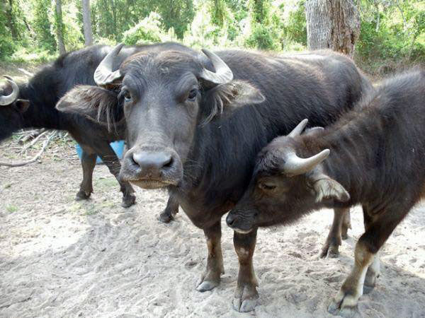 three water buffalo