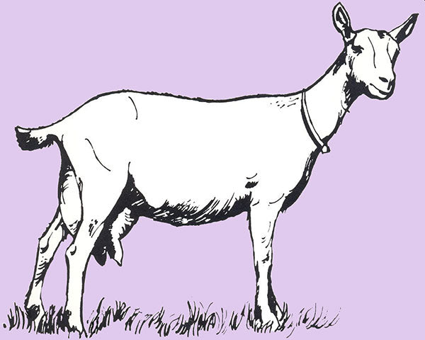 Drawing of a goat with purple background