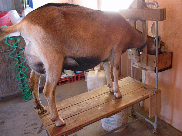 Brown Goat on wooden feeding stand eating