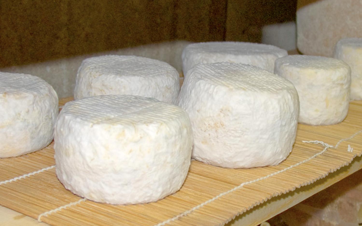 Mold Powders for Cheese Making