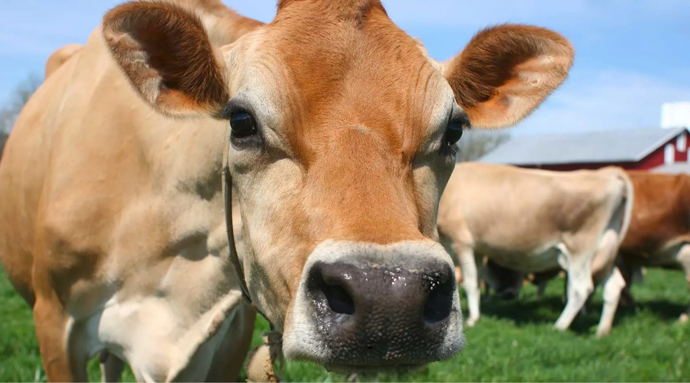 Jersey cow that produces good milk for cheese making looking right at you