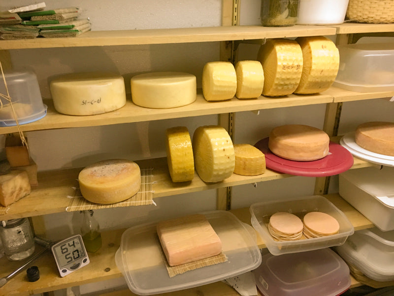 Cheese Making Workshop - Successful Aging