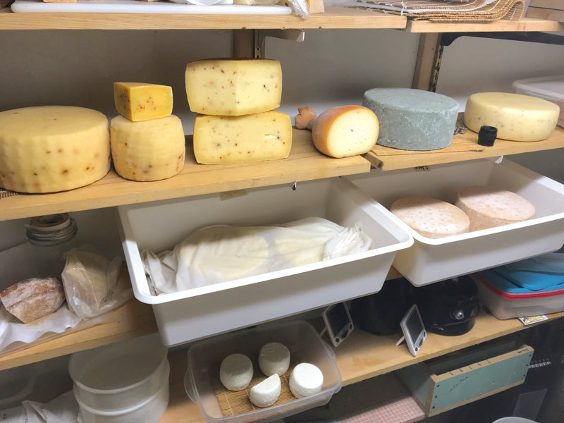 Cheese Making Workshop - Successful Aging